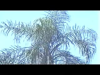 Brasilialainen iso saalis dandara 90s
